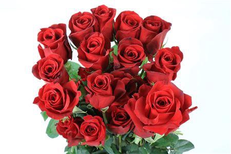 <h4>R GR COL FREEDOM</h4>