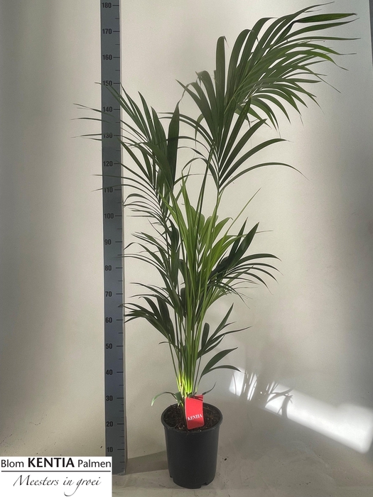 <h4>HOWEA FORSTERIANA</h4>