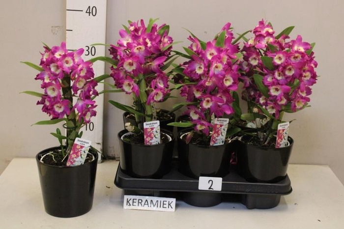 <h4>DEND NOBILE</h4>