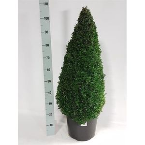 Buxu Sempervirens