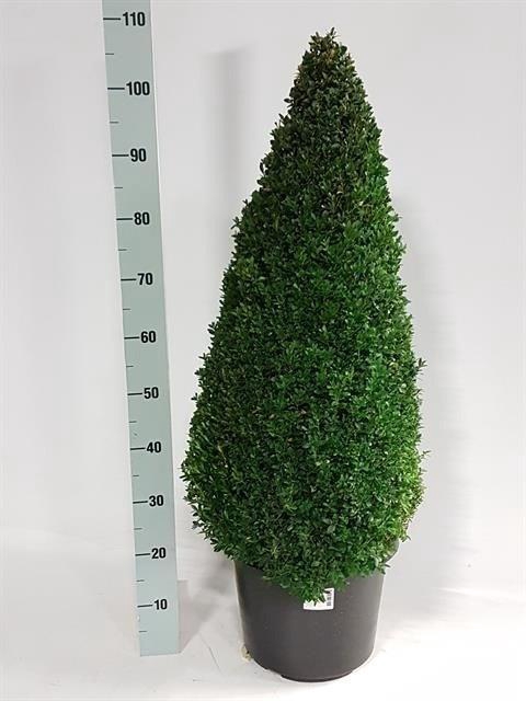 <h4>BUXU SEMPERVIRENS</h4>