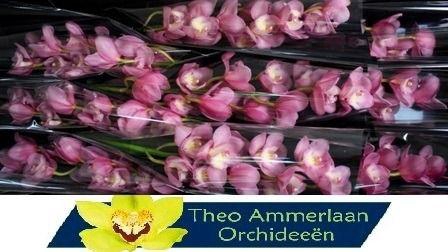 <h4>Marita 60 x10</h4>