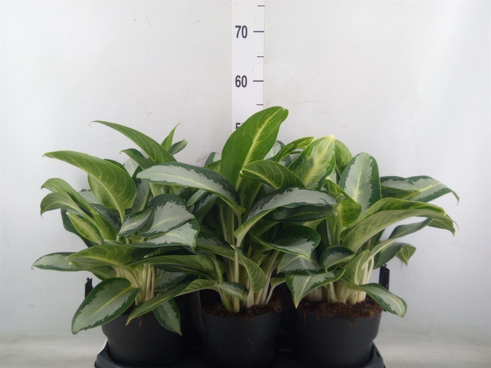 Aglaonema  'Silver Blue'