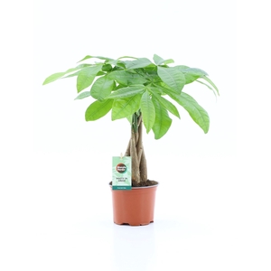 Pachira Aquatica gevlochten stam