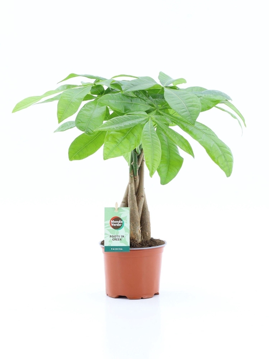 <h4>Pachira Aquatica gevlochten stam</h4>