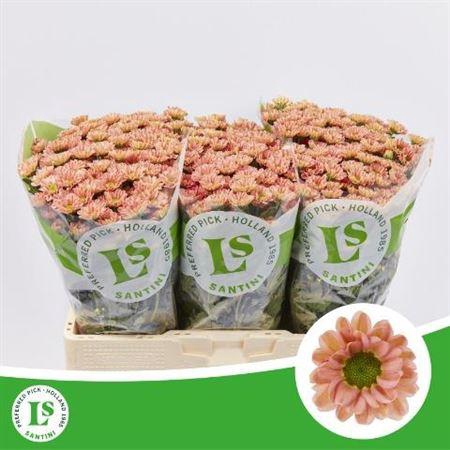 <h4>Chr S Rossi Smokey</h4>