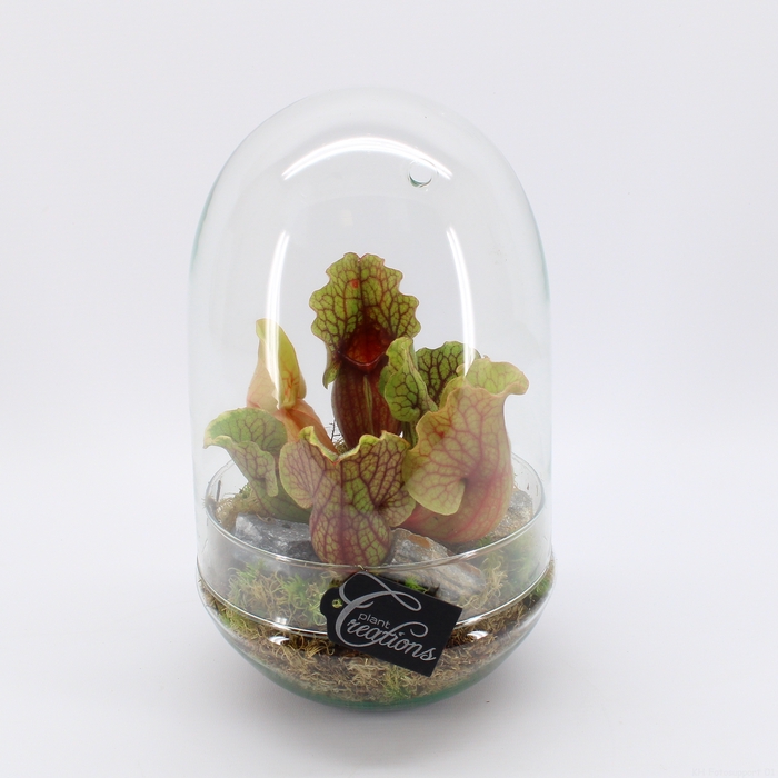 CARNI-2417 Carni creatie terrarium