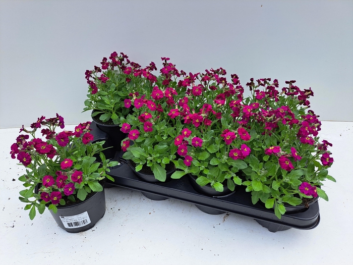 <h4>AUBR AXC DARK RED</h4>