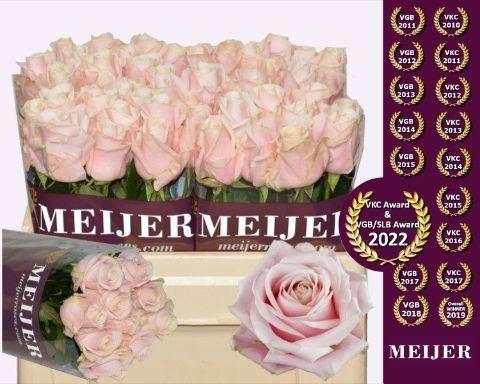 <h4>RS GR SWEET AVALANCHE MEIJER</h4>