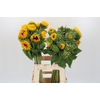 Helianthus Orange Fire
