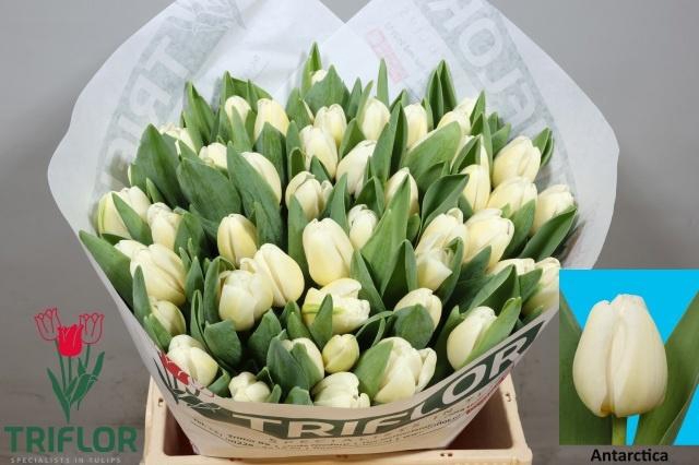 <h4>TU EN ANTARCTICA</h4>