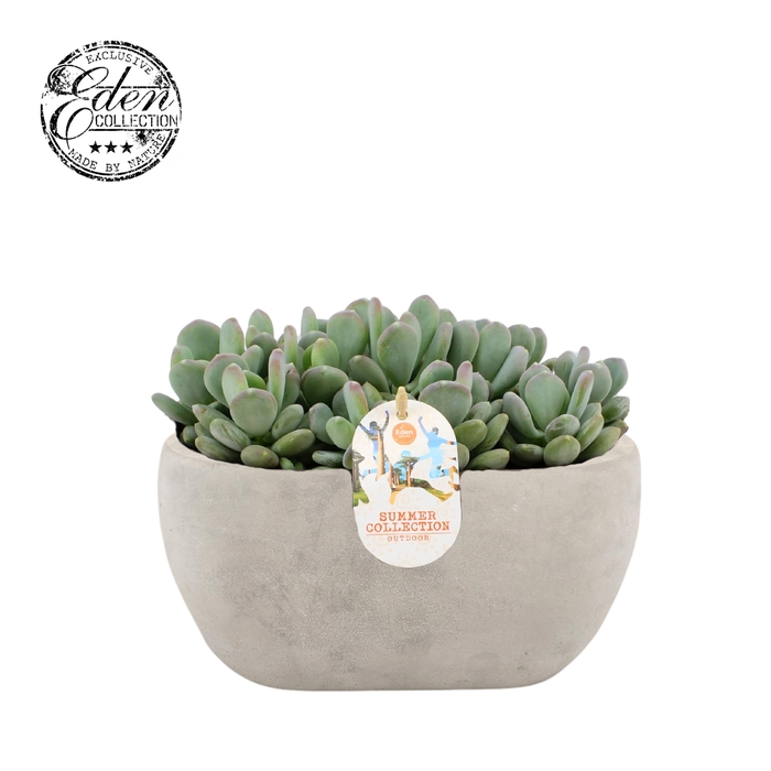 <h4>Echeveria Glutinicaule 25cm Summer Collection</h4>