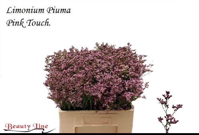 <h4>LIM PIUMA PINK TOUCH</h4>