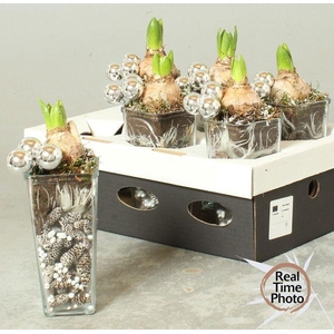 ARR HYACINTH GLASS X6