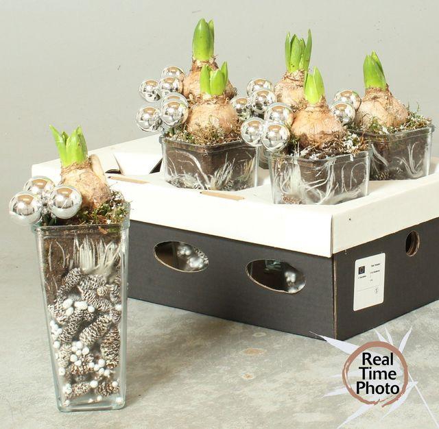 <h4>ARR HYACINTH GLASS X6</h4>