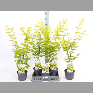ACER SH JORDAN