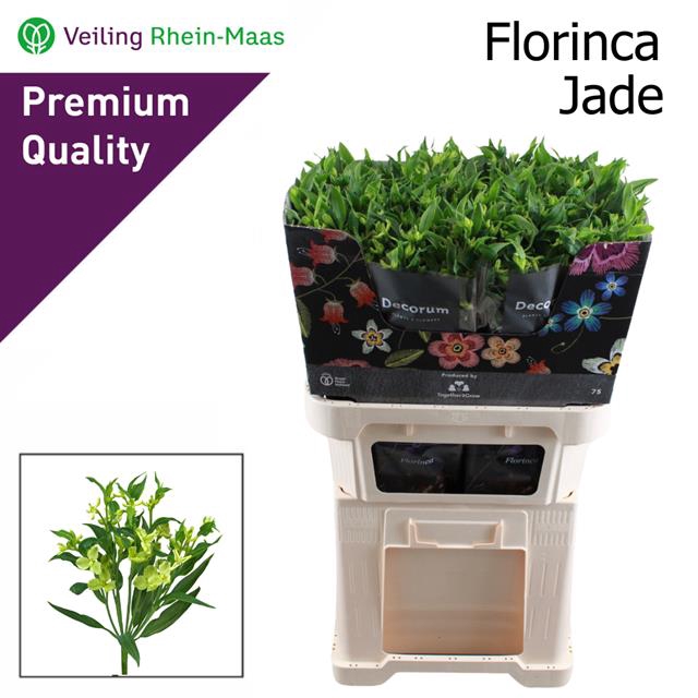 <h4>ALST FL JADE</h4>