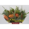 BQ Nutans Cordifolium SFB