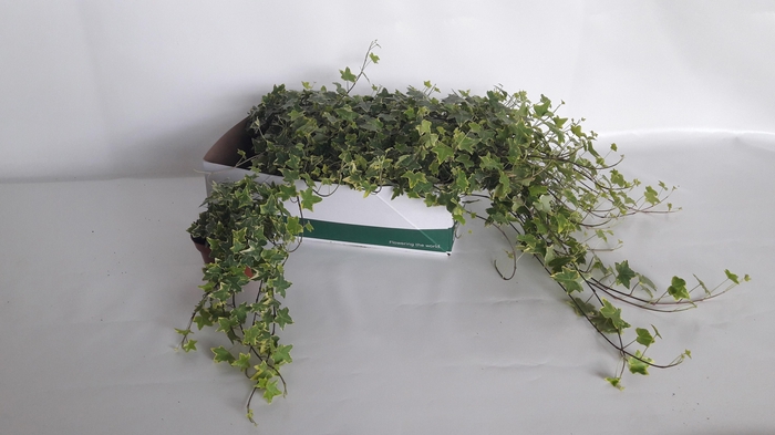 <h4>HED HE GOLDCHILD</h4>