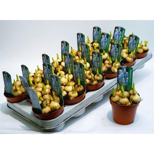 Muscar Ester Light Blue