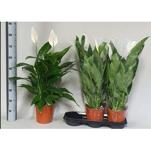 SPATH SWEET LAURETTA