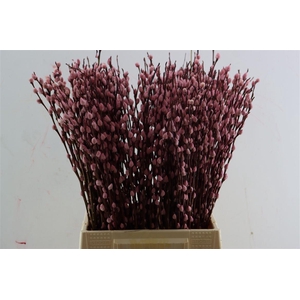 Salix Wilgenkatjes L Roze 50cm