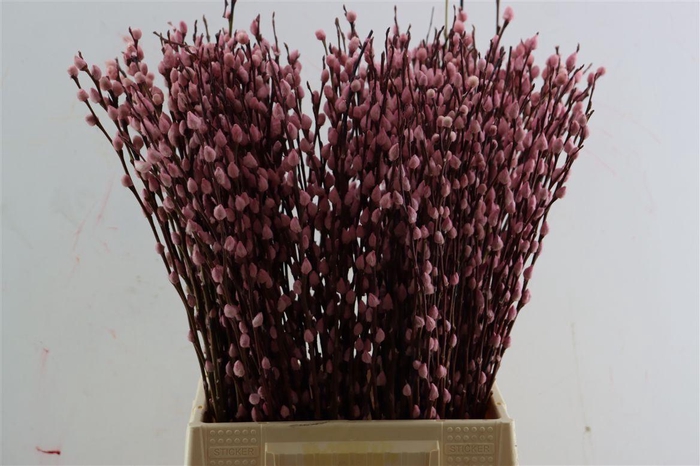 <h4>Salix Wilgenkatjes L Roze 50cm</h4>