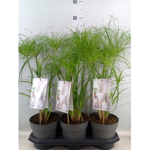 Cyperus papyrus 'Percamentus'