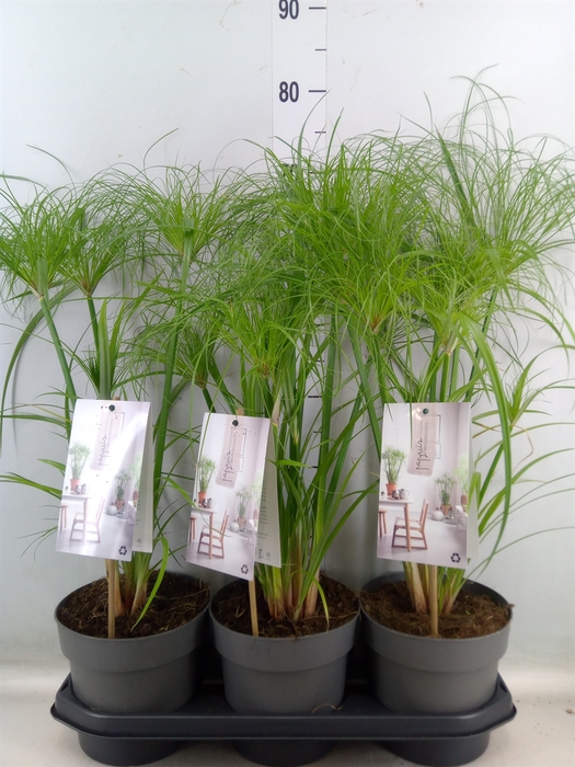 <h4>Cyperus papyrus 'Percamentus'</h4>