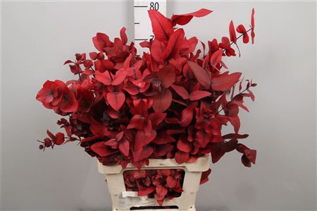 <h4>Euca Cinerea Preserved Red</h4>