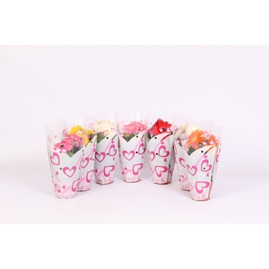 Gerbera 12cm 2+bloem in hartjes hoes