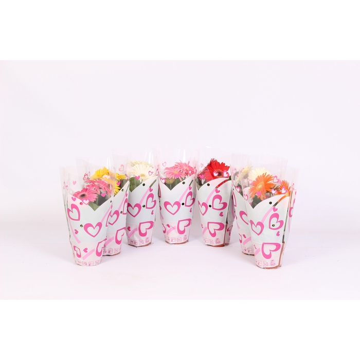 <h4>Gerbera 12cm 2+bloem in hartjes hoes</h4>