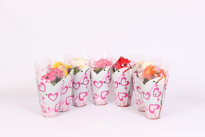 Gerbera 12cm 2+bloem in hartjes hoes