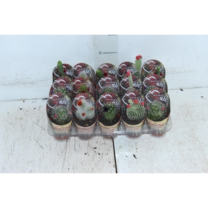 CACTUS MINI P06 FLORES ARTIFICIAL/DESIDRATADO