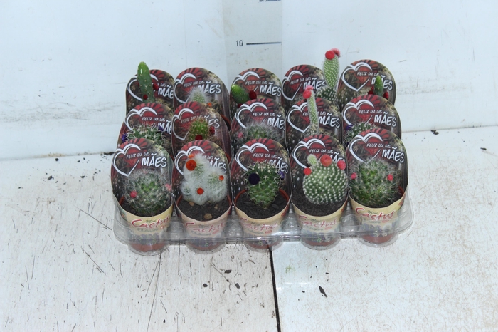 <h4>CACTUS MINI P06 FLORES ARTIFICIAL/DESIDRATADO</h4>