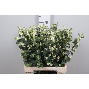 Sympho Mag Lemo Lime