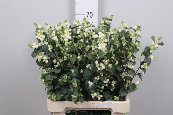 <h4>Sympho Mag Lemo Lime</h4>