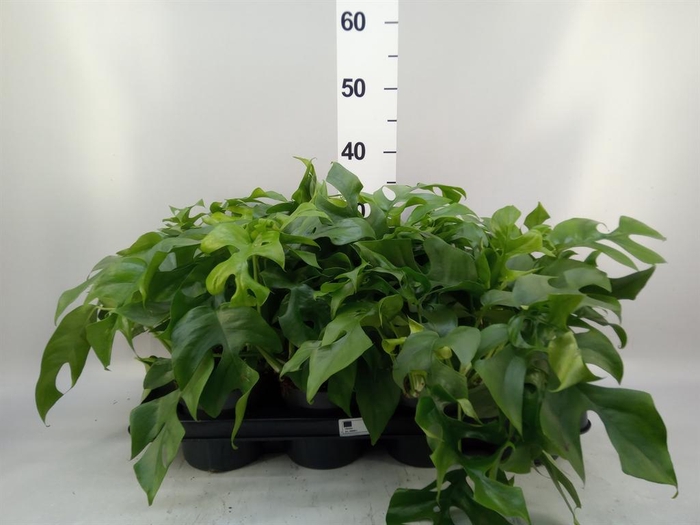 <h4>Monstera   ...</h4>