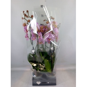Phalaenopsis  'Ismaeli'