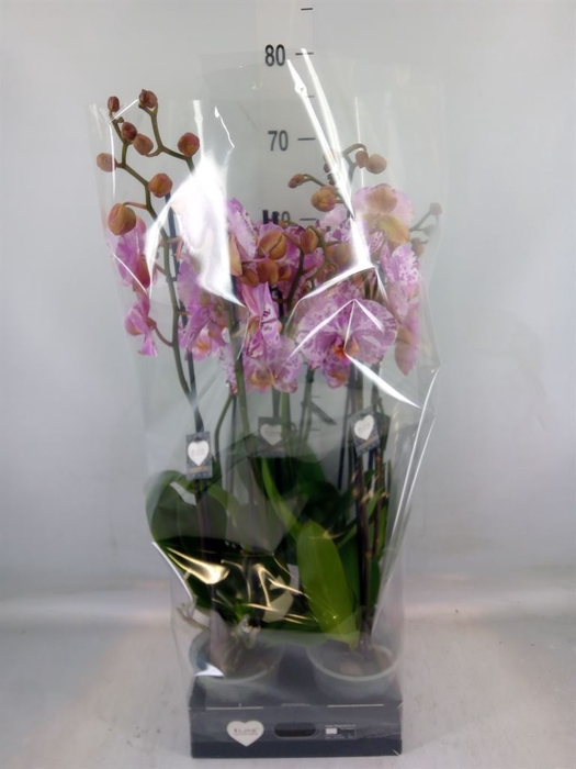 <h4>Phalaenopsis  'Ismaeli'</h4>