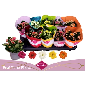 KAL GE PERF GEM 5 KL