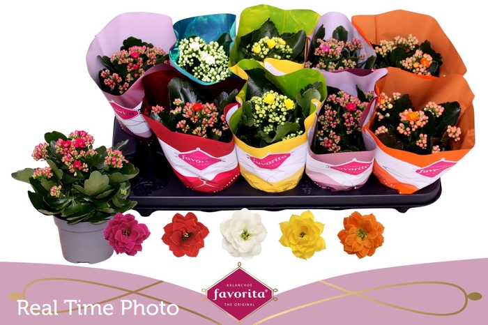 <h4>KAL GE PERF GEM 5 KL</h4>