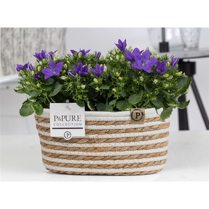 Campanula 'Napoli' Pure Field Basket