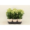 Kalanchoe Sunny White