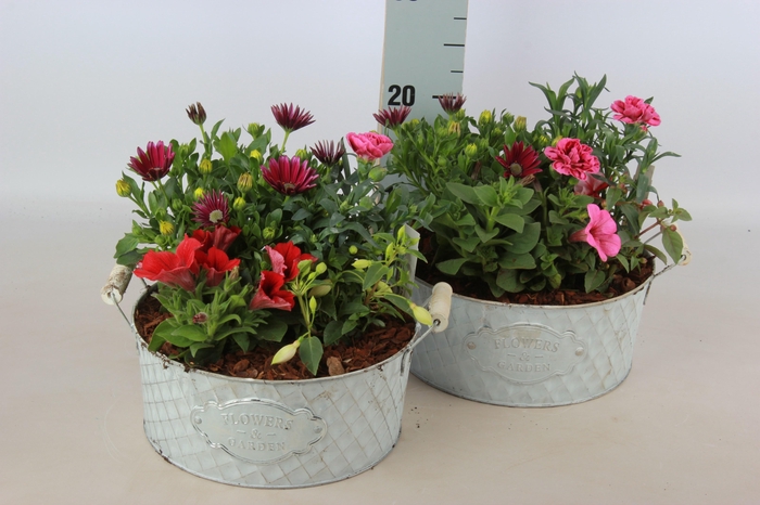 <h4>ARR TUINPLANTEN</h4>