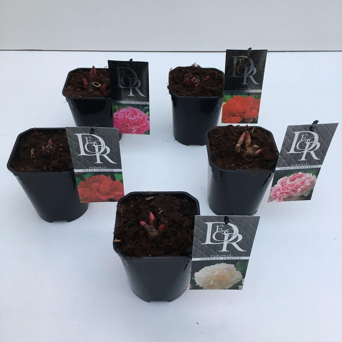 <h4>Paeonia mix</h4>