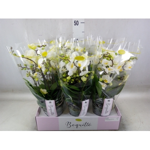 Phalaenopsis multi.   ...white