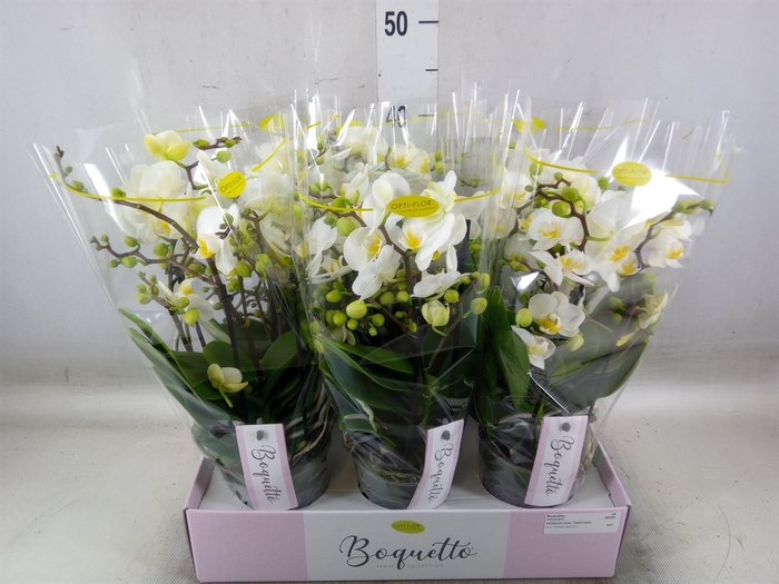 <h4>Phalaenopsis multi.   ...white</h4>
