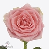 Rosa large sophia loren