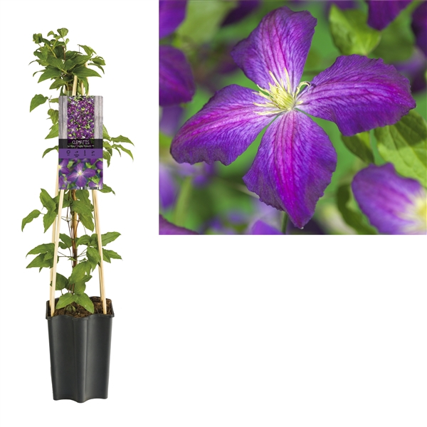 <h4>Clematis So Many® Purple Flowers PBR +light label</h4>